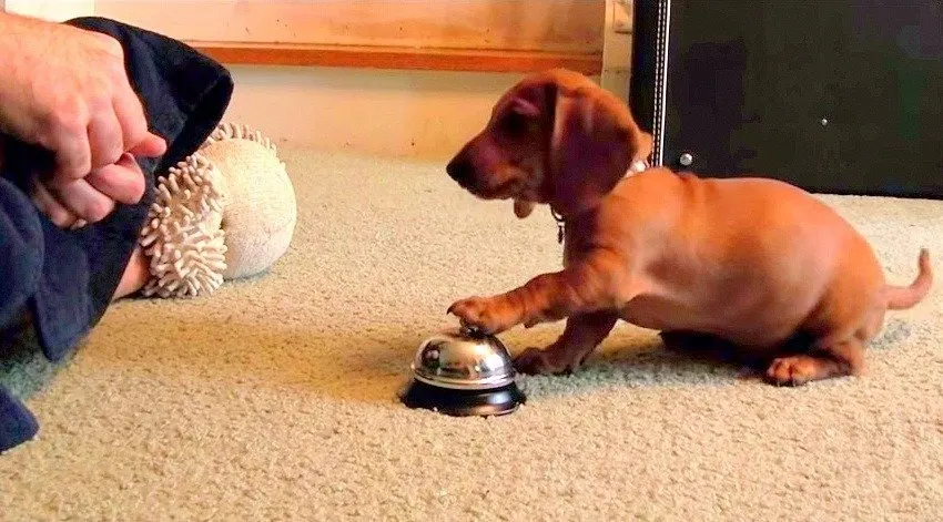Chiot teckel posant la patte sur une sonnette de comptoir posée sur la moquette