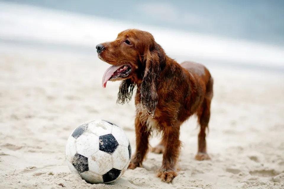 Cocker roux au poil mouillé debout sur une plage, à côté d'un ballon de football
