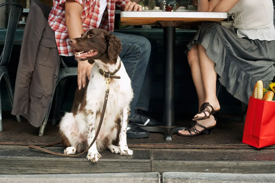 Épagneul brun et blanc assis en laisse aux pieds de ses maîtres, à une terrasse de café