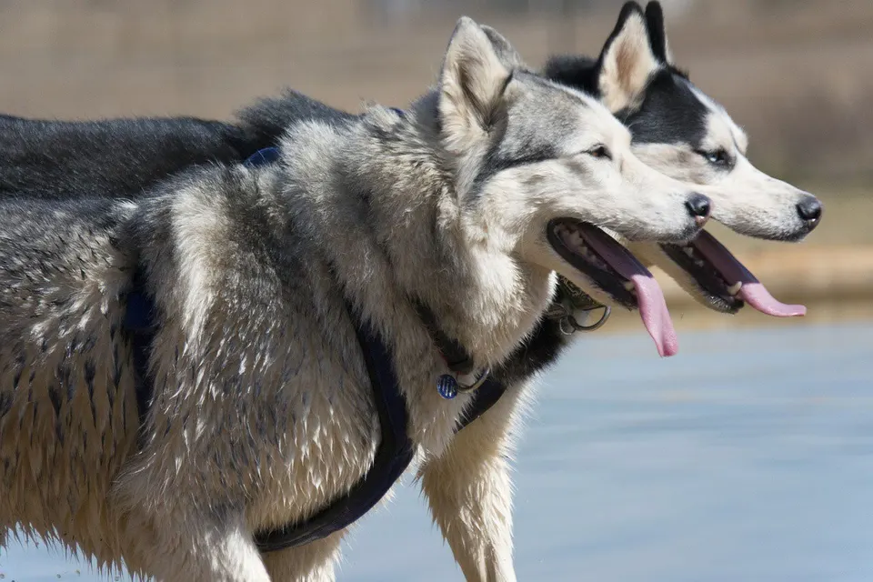 Deux huskies de Sibérie gris et blanc, la langue pendante, au bord de l'eau