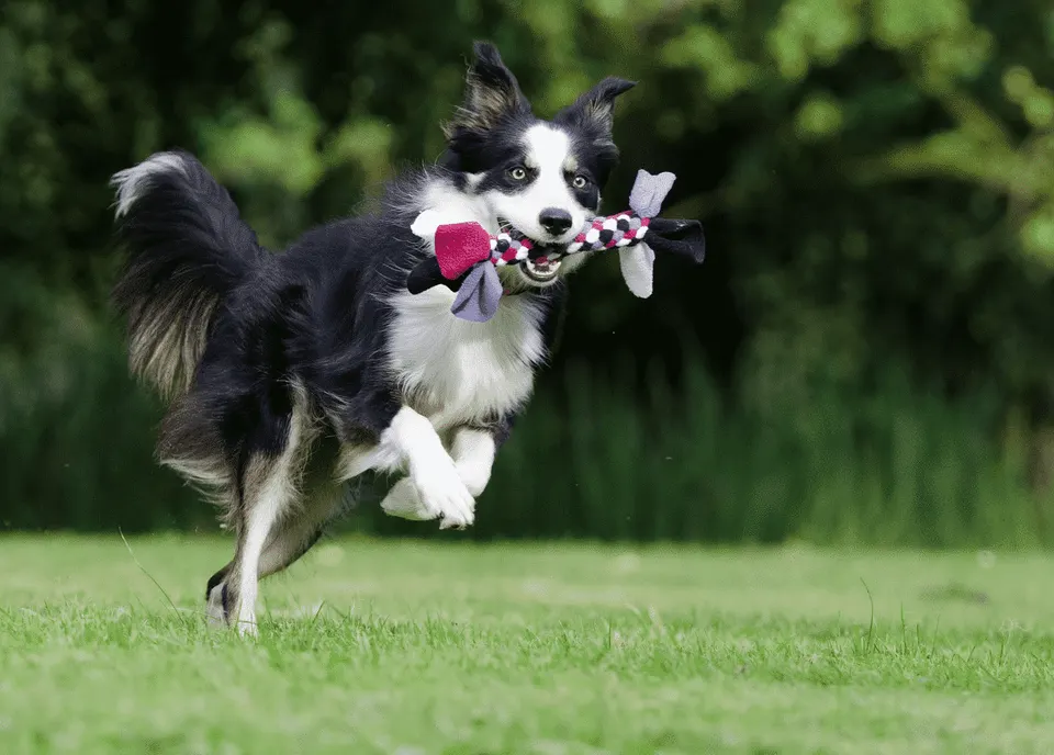 Un border collie noir et blanc court dans l'herbe, un jouet en corde tressée dans la gueule