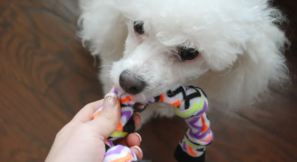 Petit caniche blanc qui tire sur un jouet en tissu noué tenu par une main