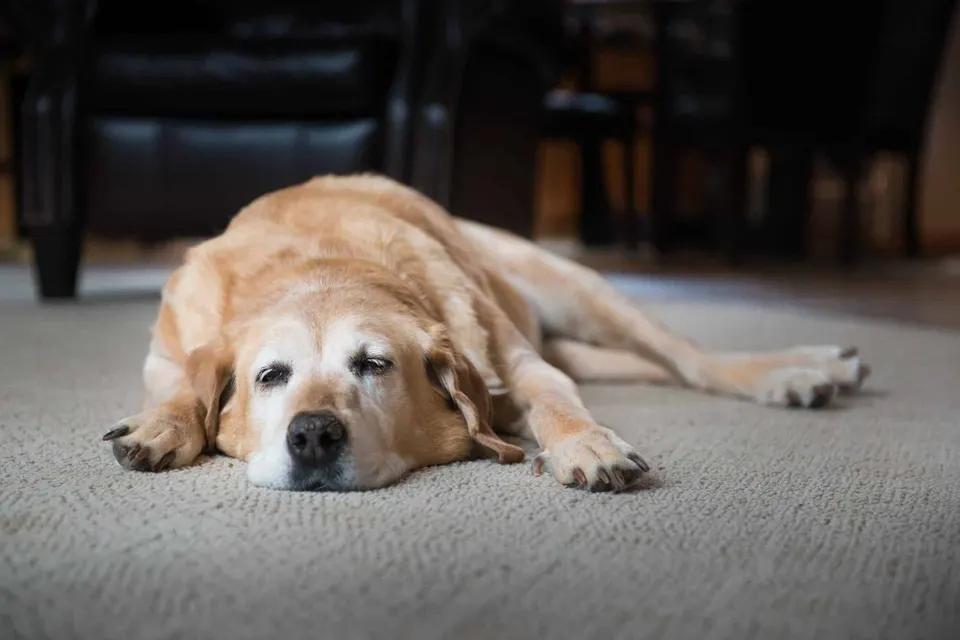 Vieux labrador couché sur un tapis, l'air abattu