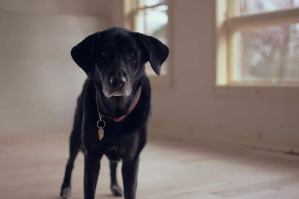 Un labrador noir au museau grisonnant, collier rouge et médaille au cou, debout dans une pièce lumineuse