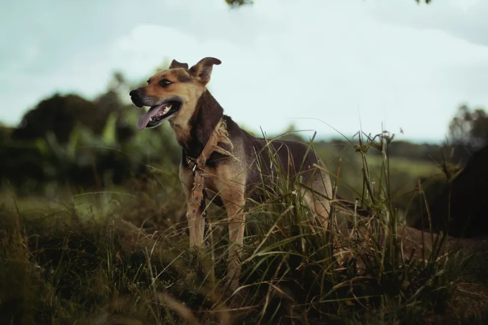 Jeune chien fauve et noir debout dans les herbes hautes, gueule entrouverte