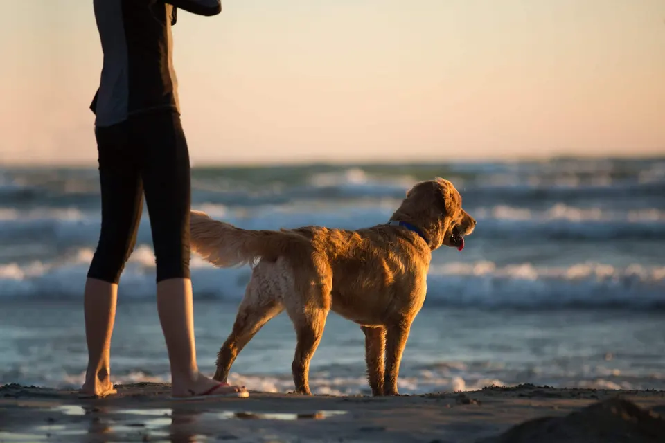 Golden retriever debout sur une plage au coucher du soleil, à côté de son maître