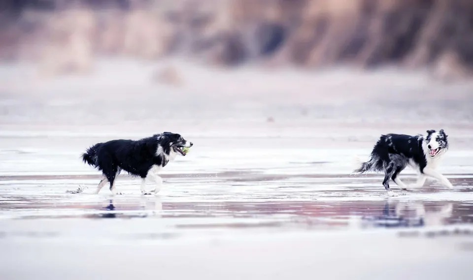 Deux border collies courent sur une plage mouillée, l'un tient une balle dans la gueule