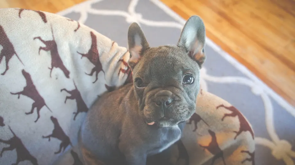 Chiot bouledogue français gris assis dans son panier, levant les yeux