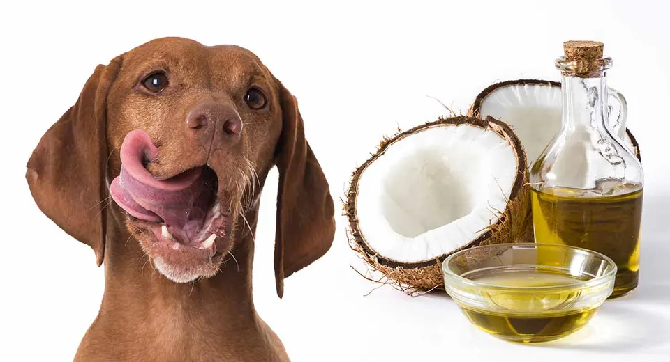 Chien qui se lèche les babines à côté d'une noix de coco ouverte et d'une bouteille d'huile