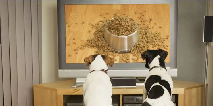 Deux chiens assis devant un téléviseur qui montre une gamelle de croquettes