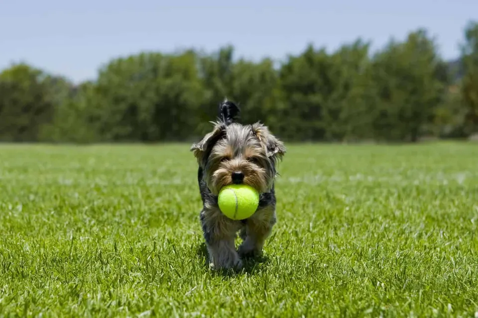 Yorkshire-terrier courant dans l'herbe, une balle de tennis dans la gueule
