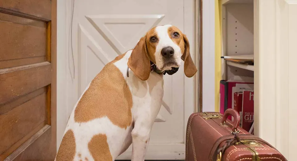 Chien blanc et fauve assis près d'une porte, qui regarde fixement l'objectif