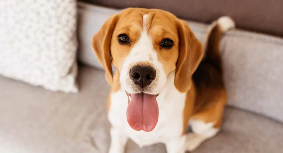 Beagle assis sur un canapé, la langue pendante, qui regarde l'objectif