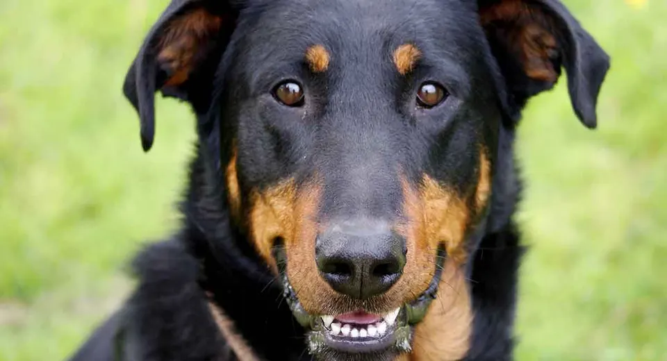 Portrait d'un beauceron noir et feu dans l'herbe