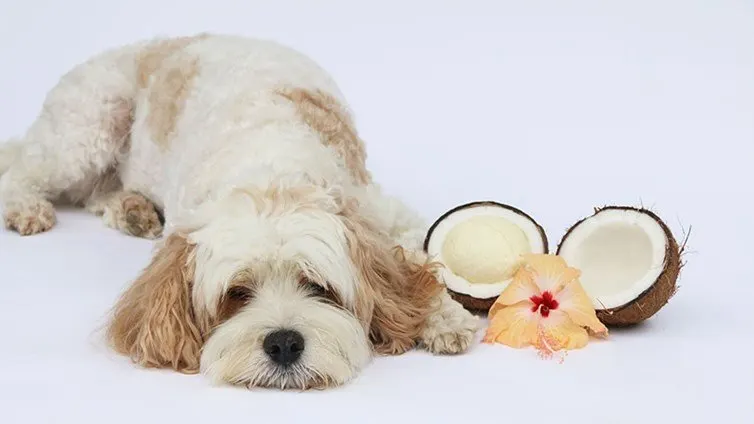 Chien au poil frisé couché à côté d'une noix de coco ouverte