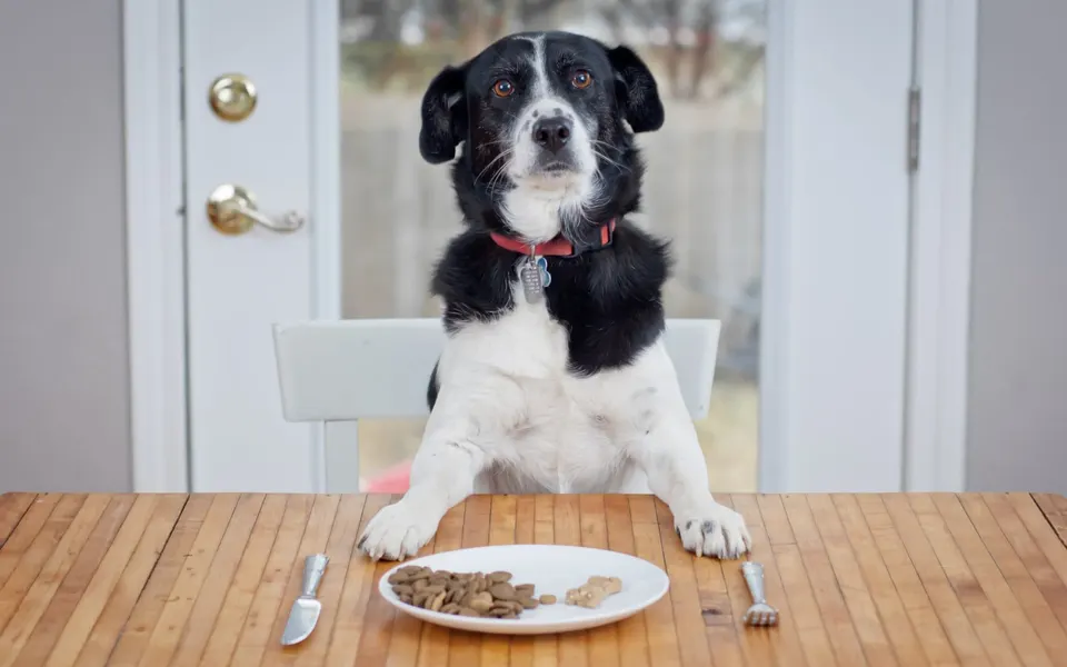 Un chien noir et blanc assis à table devant une assiette de croquettes et un biscuit, entre un couteau et une fourchette