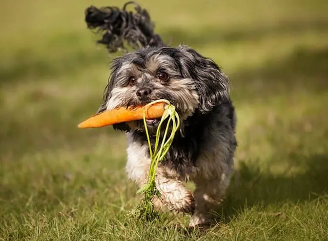 Un petit chien à poils longs court dans l'herbe avec une carotte dans la gueule