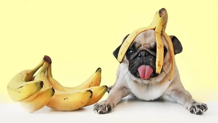 Un carlin coiffé d'une peau de banane, à côté d'un régime de bananes