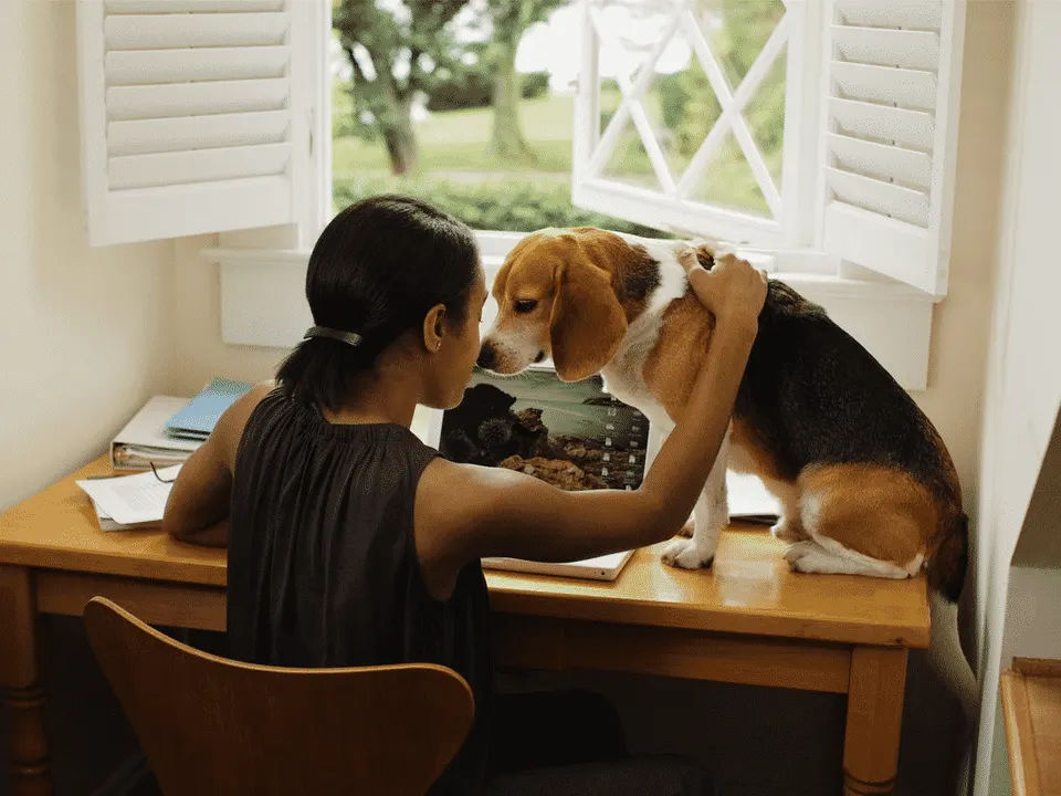 Une femme assise à son bureau près d'une fenêtre ouverte, un beagle debout sur la table qui appuie sa tête contre la sienne