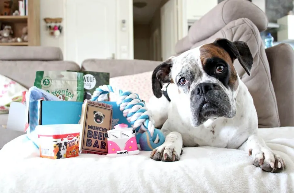 Un boxer blanc taché de brun, allongé sur un canapé à côté d'une box pour chien ouverte remplie de friandises et de jouets