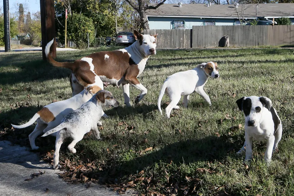 Une chienne et ses quatre chiots sur une pelouse en bord de rue, devant des maisons