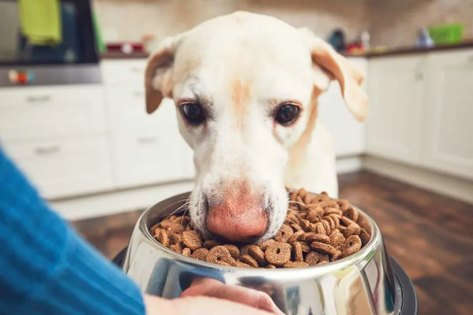 Labrador sable qui renifle une gamelle de croquettes dans une cuisine