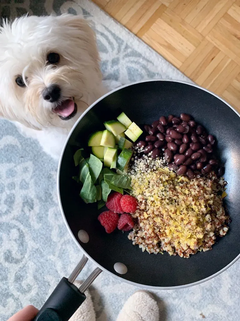 Un petit chien blanc regarde une poêle garnie de quinoa, de haricots noirs, de framboises et de légumes verts