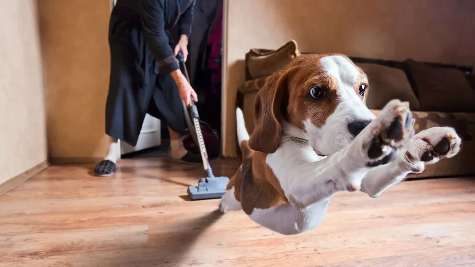 Beagle qui bondit dans le salon pendant que son maître passe l'aspirateur