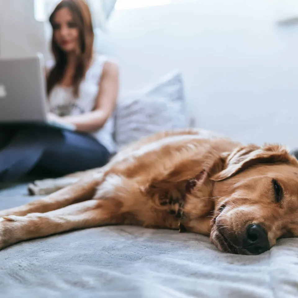 Un golden retriever endormi sur un lit au premier plan, une femme travaillant sur un ordinateur portable derrière lui