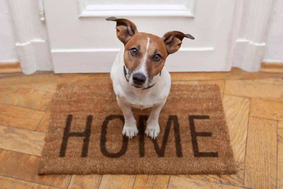 Chien de refuge qui attend d'être adopté