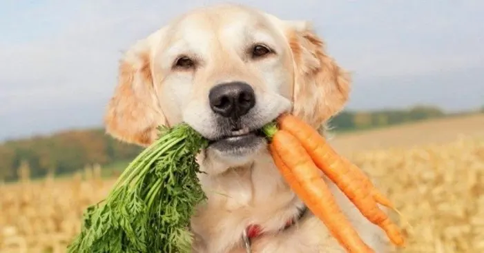 Un golden retriever tient dans sa gueule une botte de carottes avec leurs fanes, devant un champ de blé