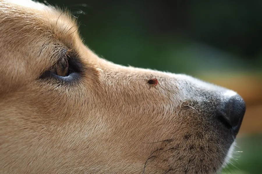 Tique accrochée sur le museau d'un chien au pelage fauve, vu de profil