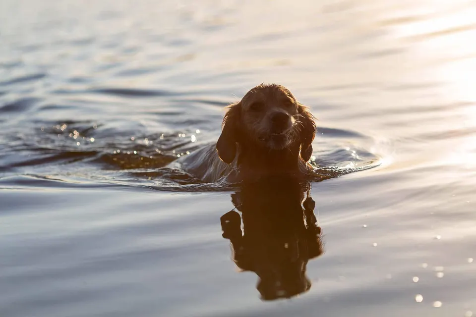 Chien au poil roux qui nage dans un lac, la tête hors de l'eau, au soleil couchant