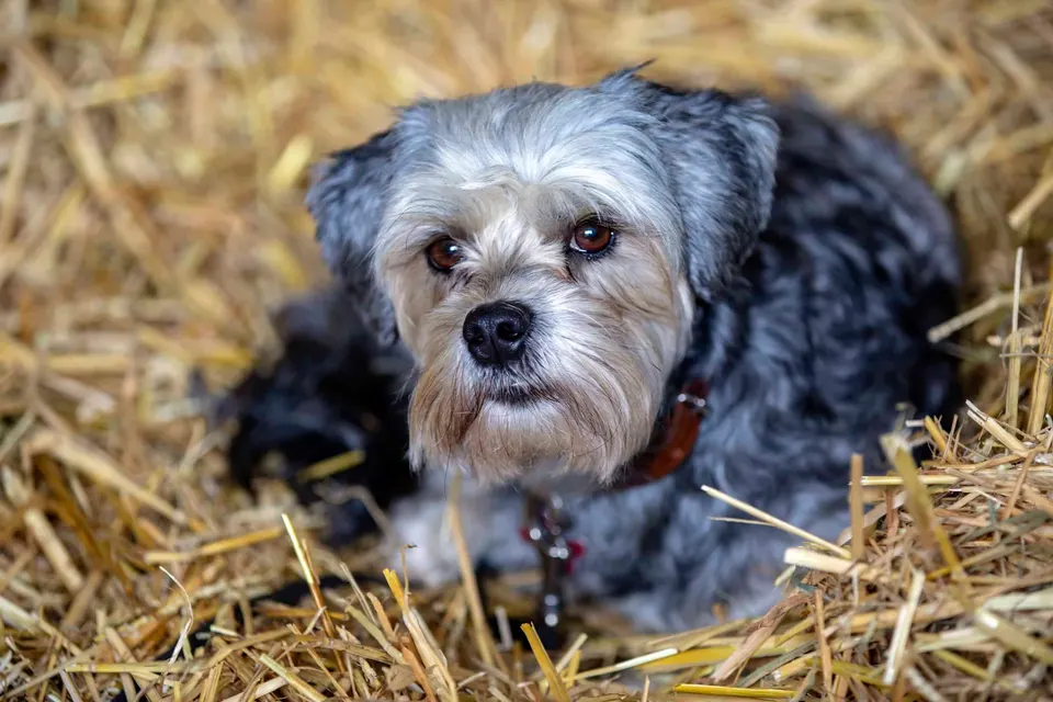 Un petit chien gris et blanc à poil long, couché dans la paille, lève les yeux vers l'objectif