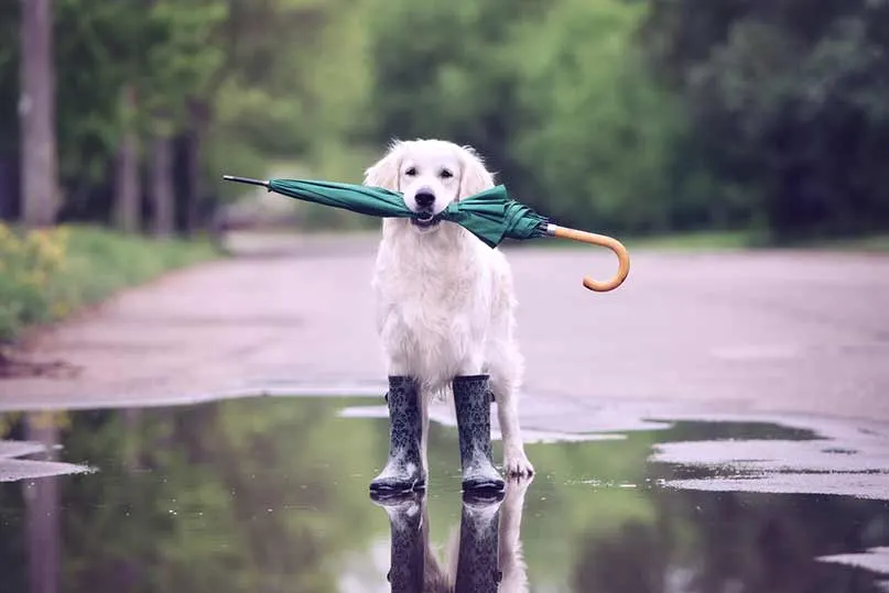 Golden retriever en bottes de pluie qui tient un parapluie dans la gueule, au bord d'une flaque