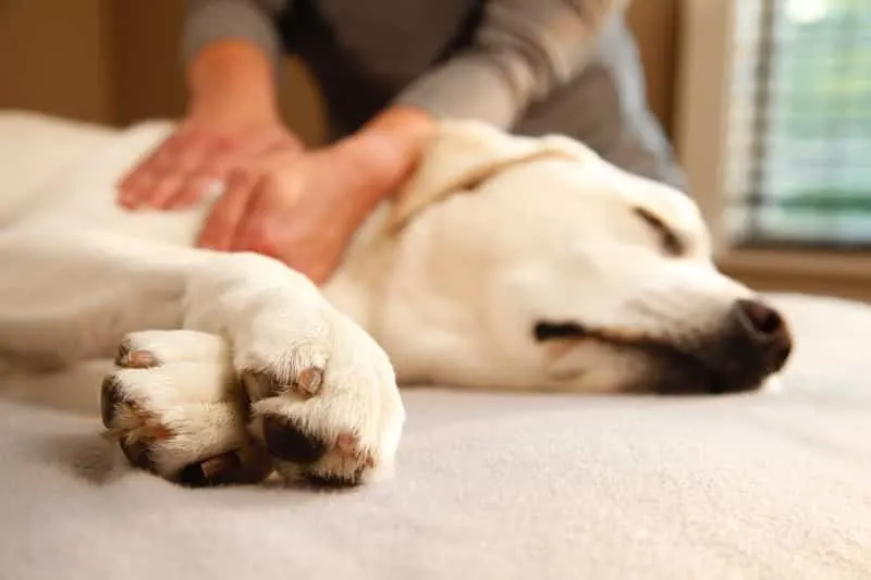 Mains qui massent l'épaule d'un labrador sable allongé, les yeux fermés