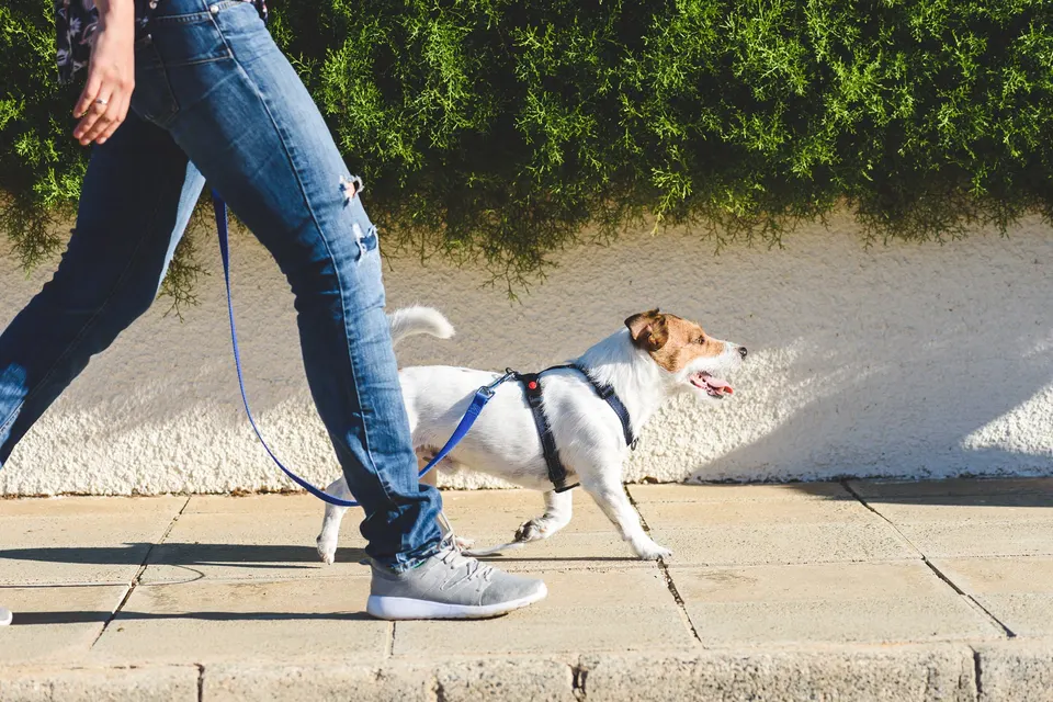Jack russell en harnais qui marche en laisse aux côtés de sa maîtresse sur un trottoir ensoleillé