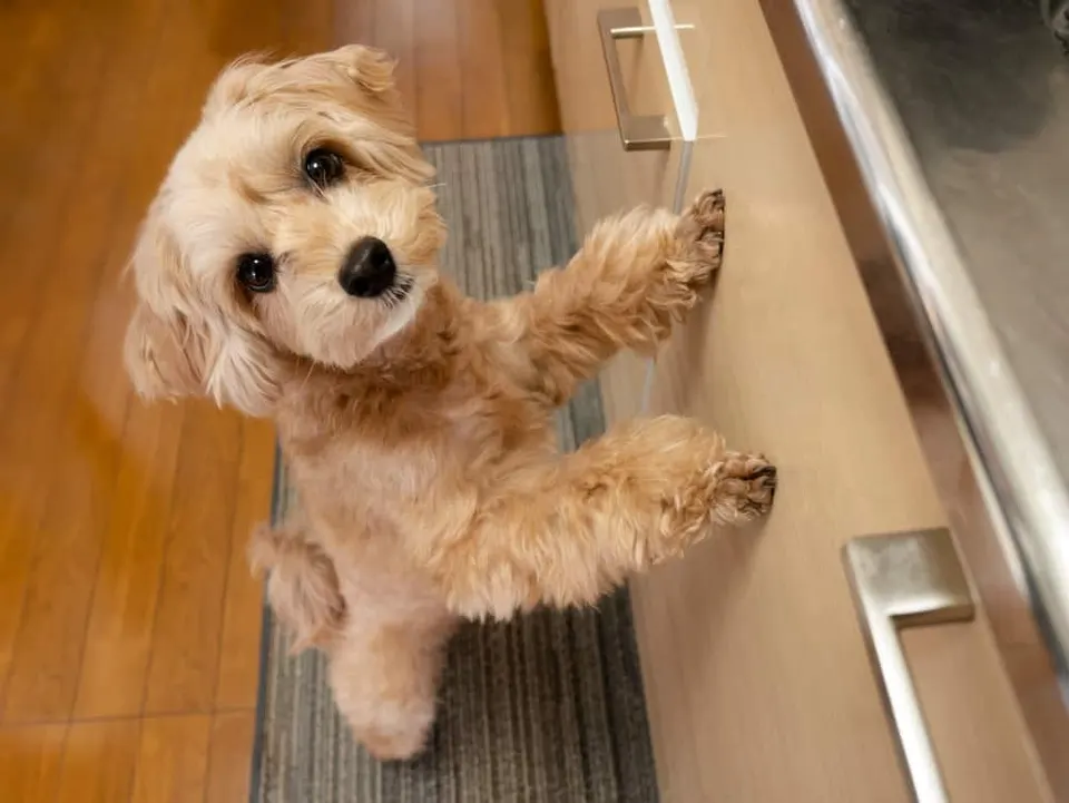 Petit chien à poils bouclés dressé sur ses pattes arrière contre un meuble de cuisine