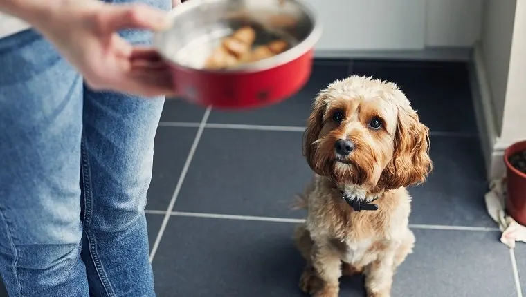 Petit chien à poils bouclés assis dans une cuisine, levant les yeux vers la gamelle qu'on lui tend