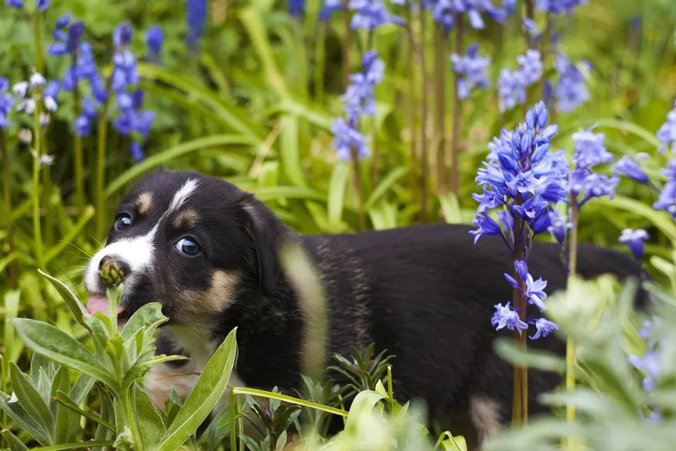 Chiot noir et feu qui mâchonne une plante au milieu de jacinthes des bois