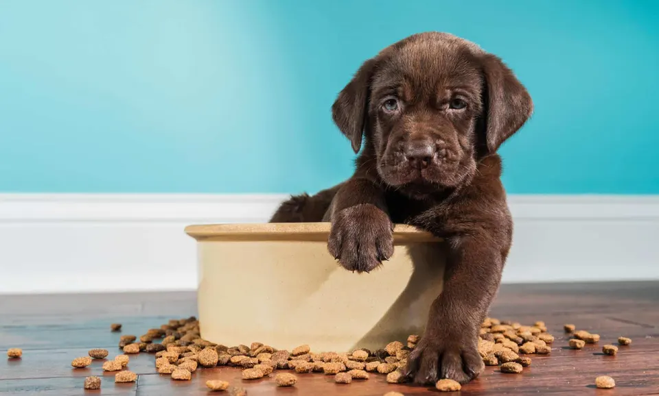 Un chiot labrador chocolat assis dans une grande gamelle en grès, entouré de croquettes renversées sur le parquet