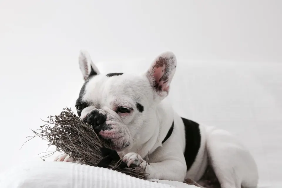 Bouledogue français blanc et noir qui renifle un bouquet d'herbes séchées