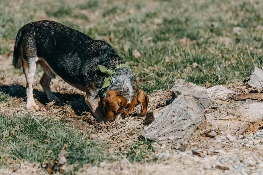 Chien tricolore qui creuse la terre dans un jardin
