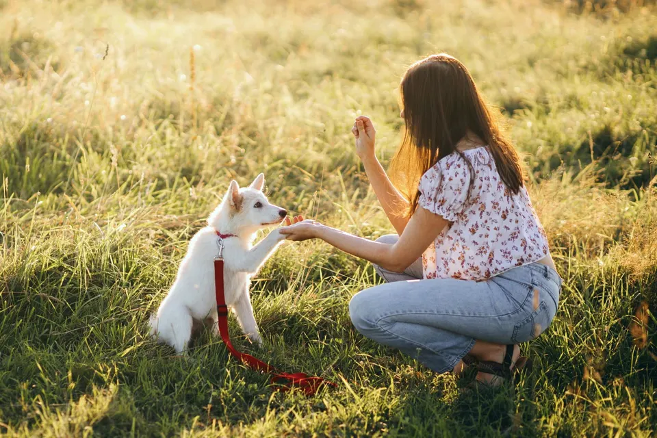 Jeune femme accroupie dans l'herbe qui demande la patte à un chiot blanc tenu en laisse