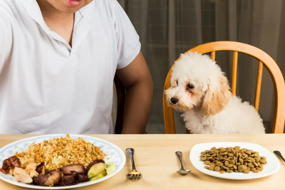 Un caniche abricot assis à table devant une assiette de croquettes, à côté d'une assiette de riz et de viande