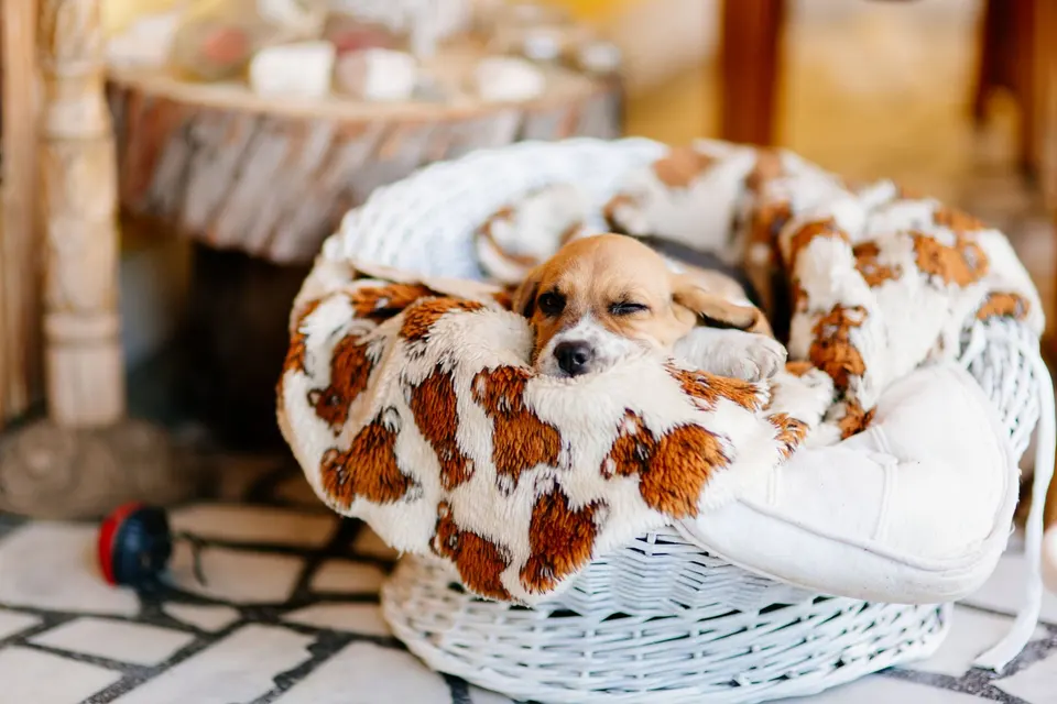 Chiot endormi dans un panier en osier, enveloppé dans une couverture