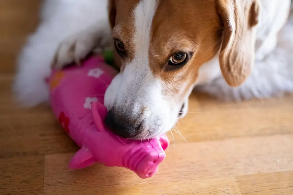 Beagle allongé sur un parquet qui mordille un jouet couineur rose en forme de cochon