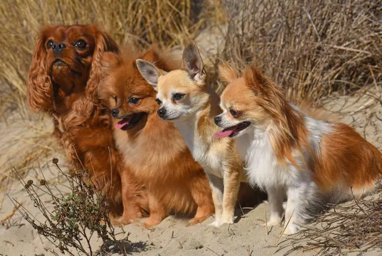 Quatre petits chiens assis côte à côte dans les dunes, dont un cavalier king charles