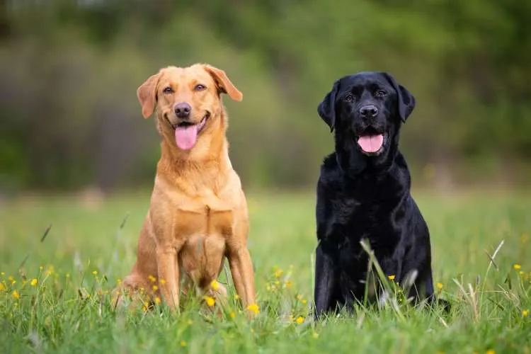 Deux labradors, un sable et un noir, assis côte à côte dans un pré