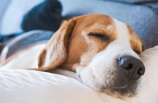 Beagle endormi, la tête posée sur un coussin blanc